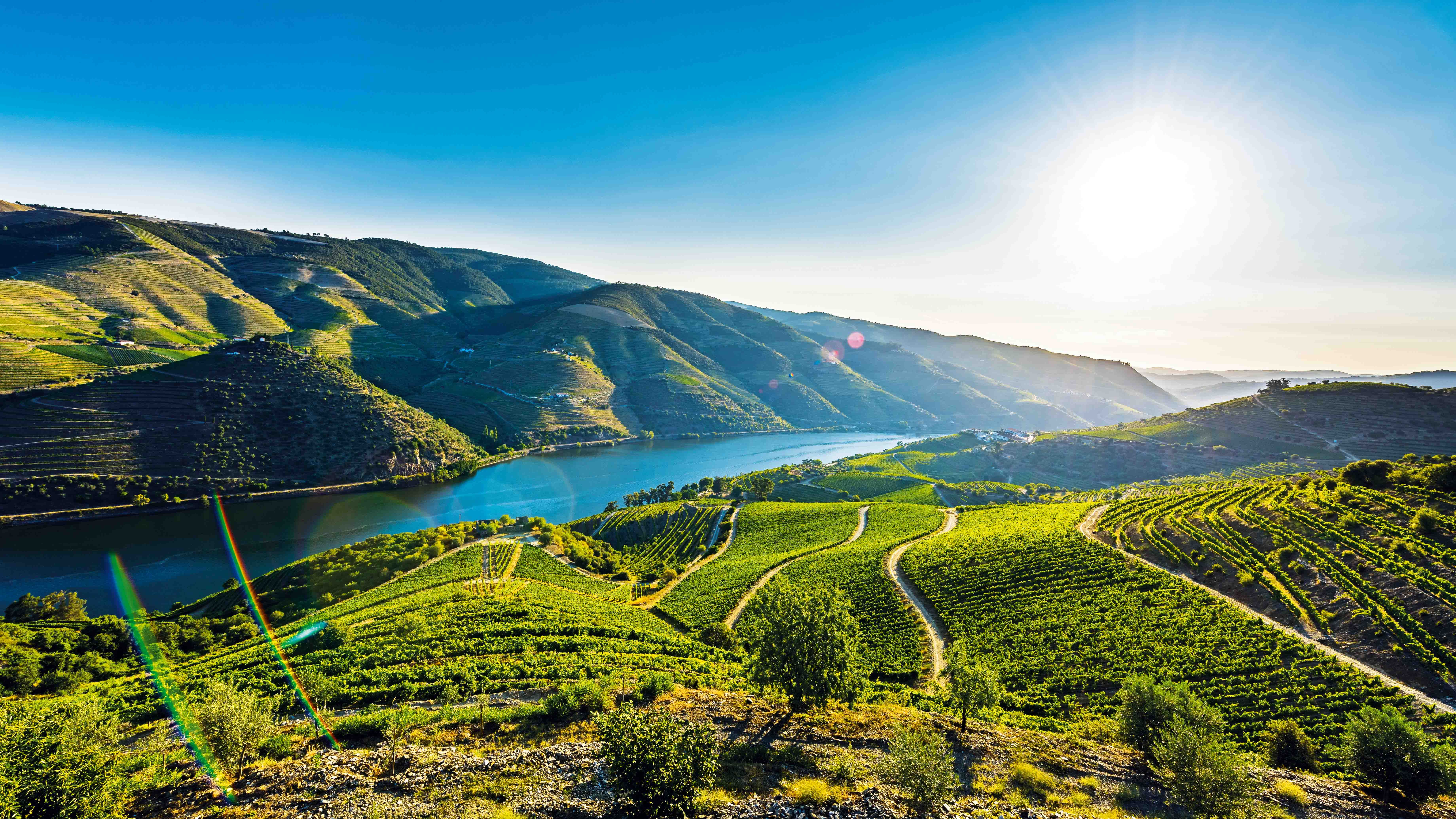 Vinha - Douro