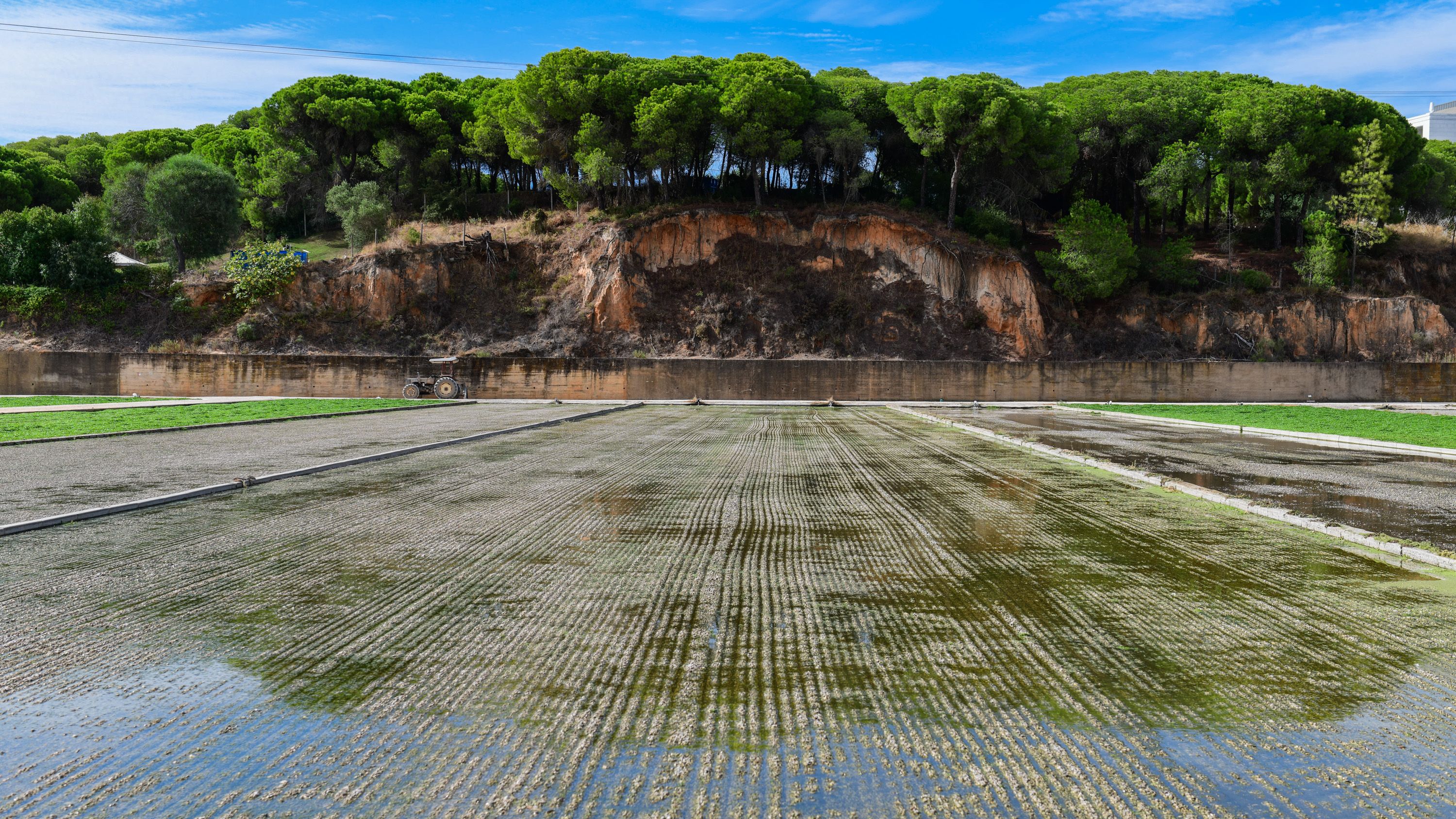 Vitacress - Agricultura Agrião