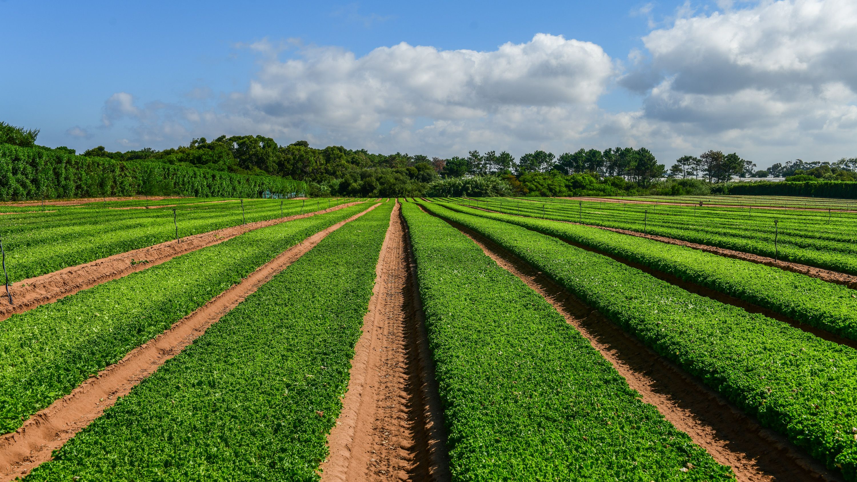 Campo Vitacress