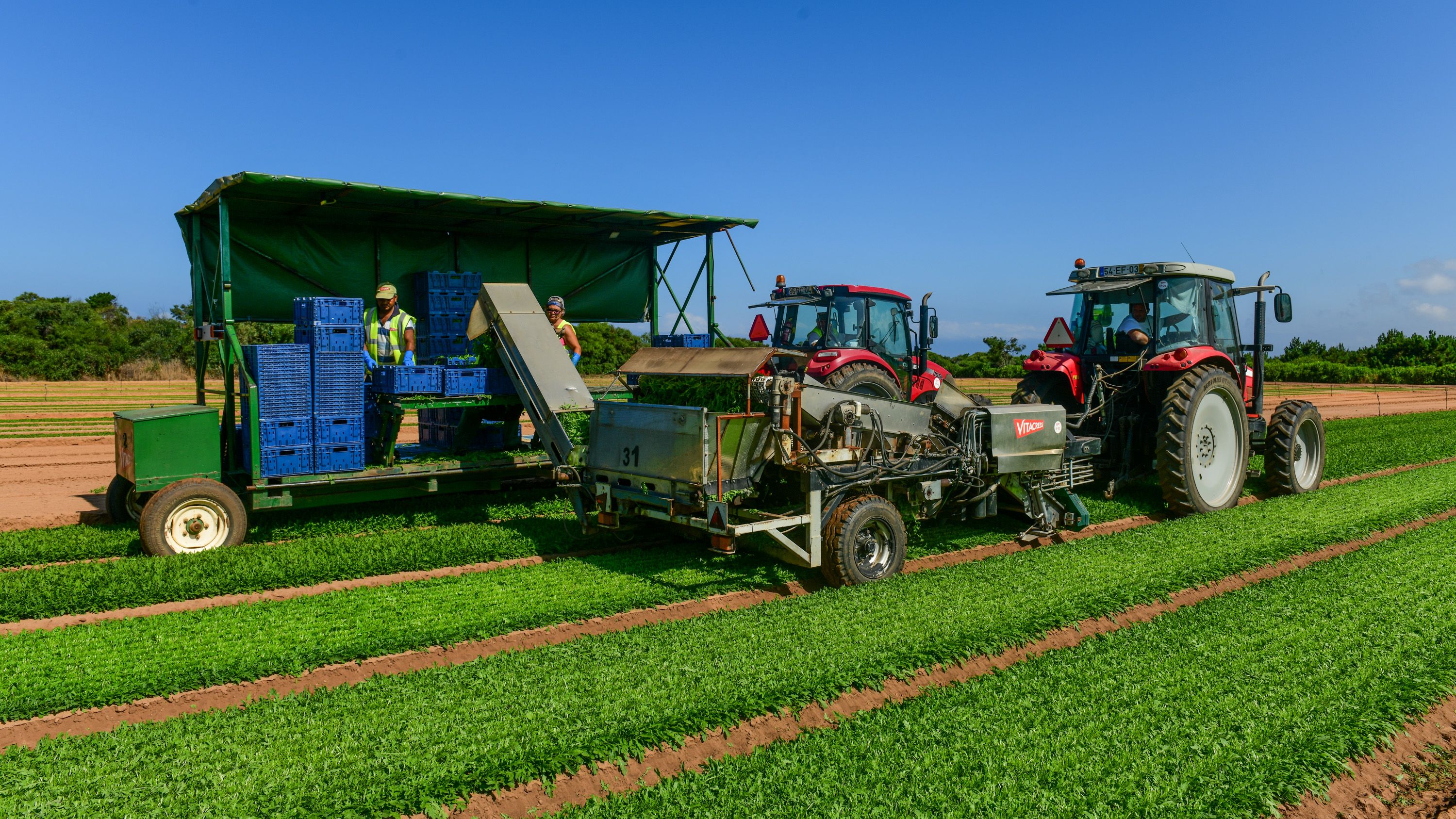 Agricultura Vitacress