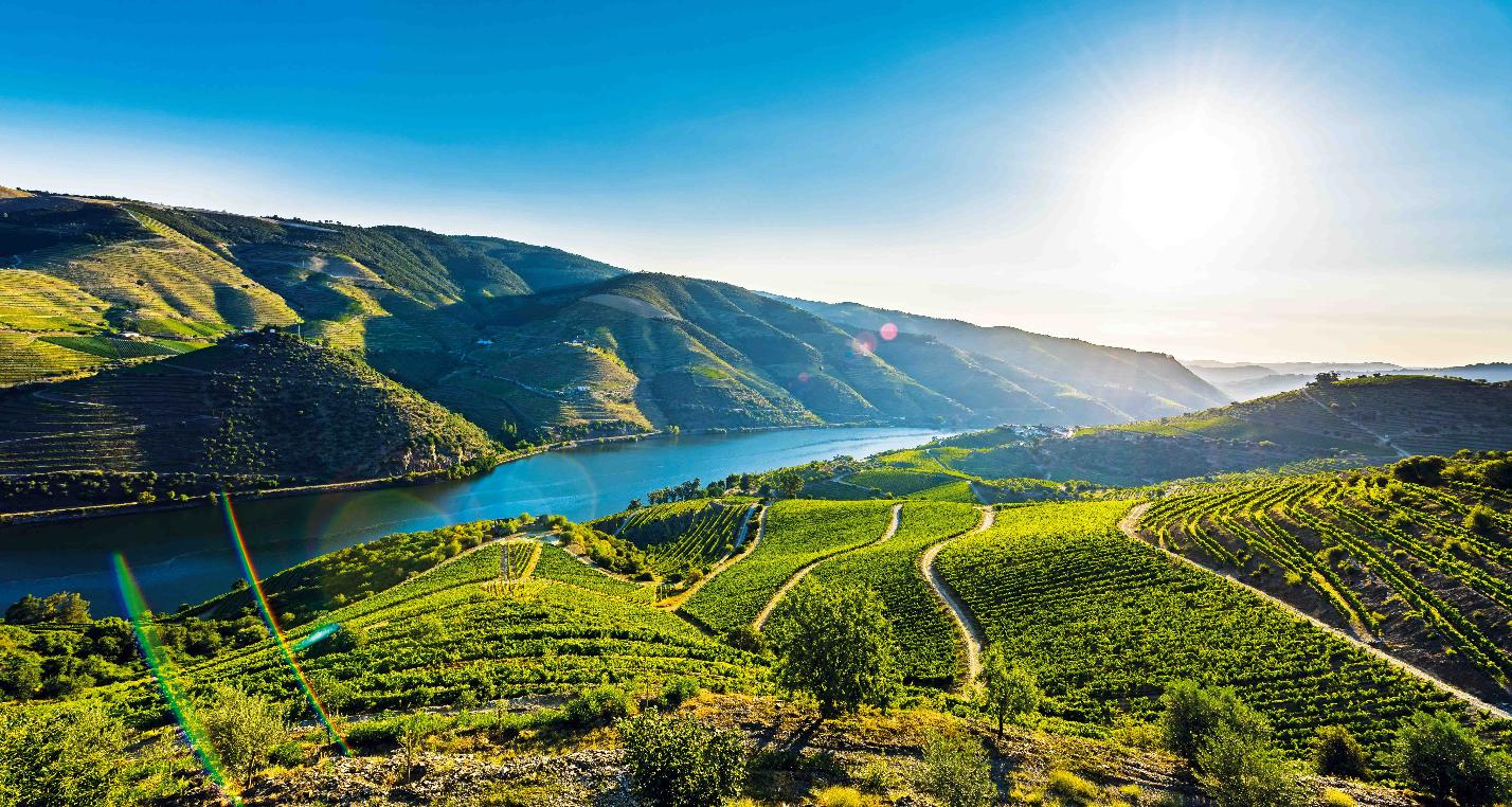 Vinha - Douro
