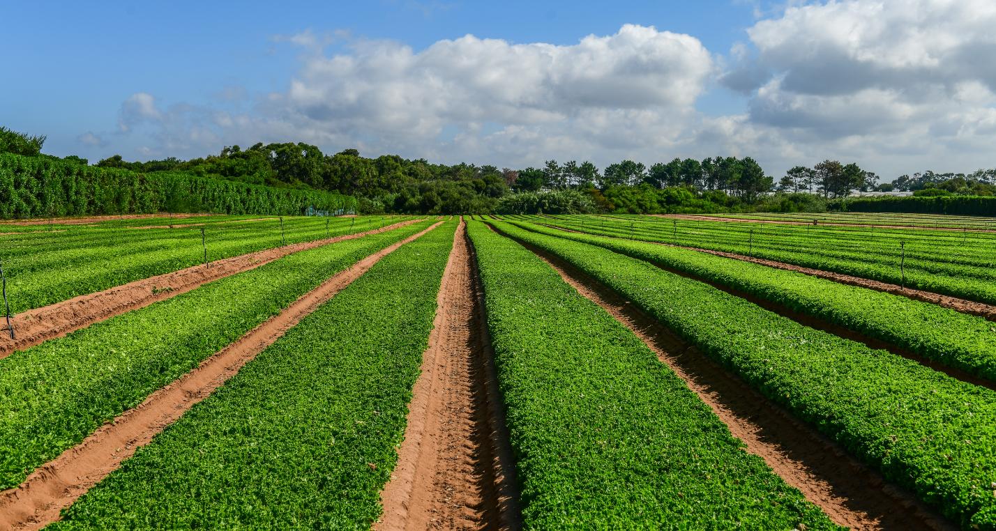 Campo Vitacress
