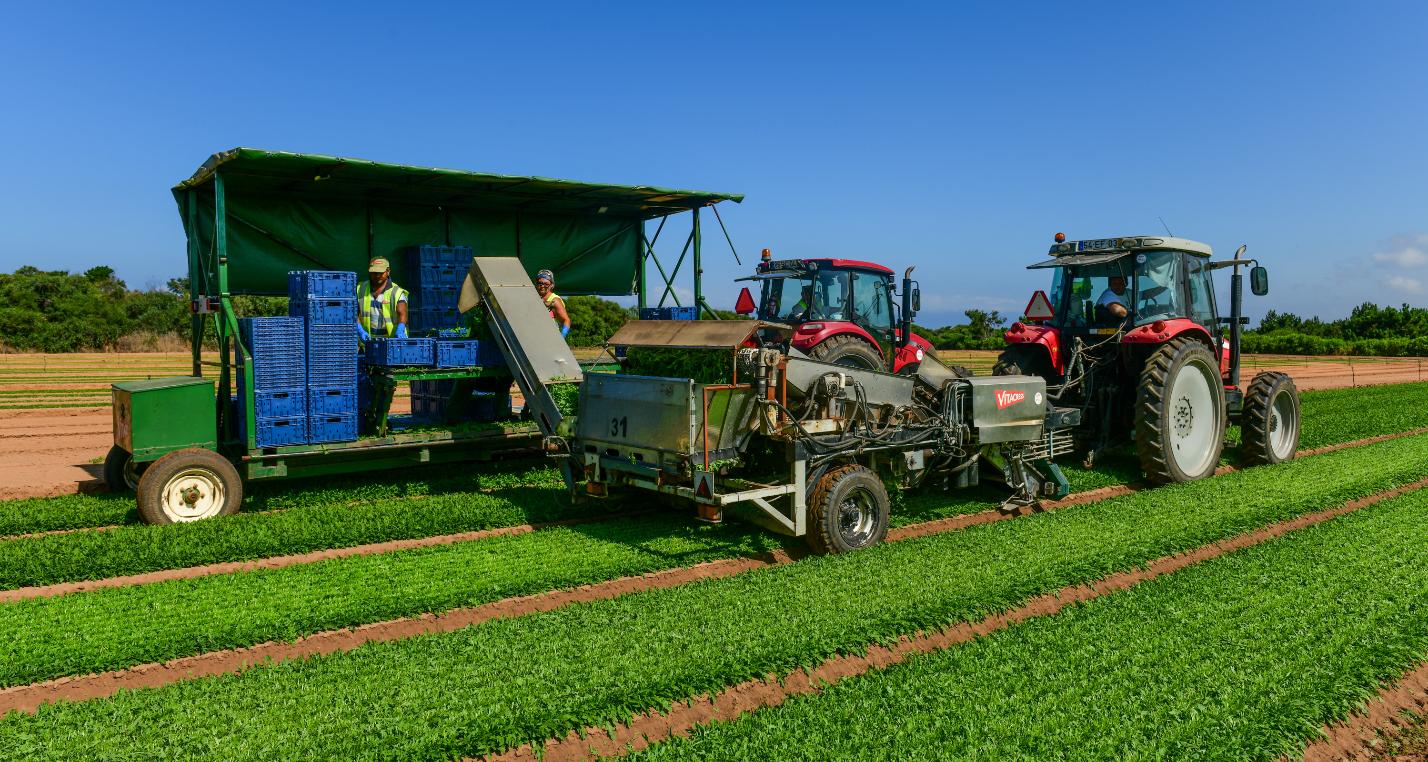 Agricultura Vitacress